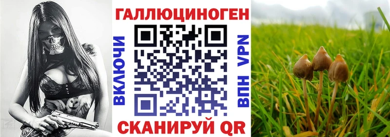купить наркоту  Горняк  Галлюциногенные грибы Cubensis 